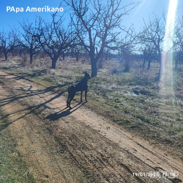 Мъжки доберман за разплод , снимка 1