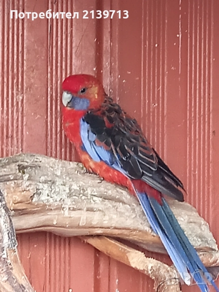 Продавам папагал пенантова розела, снимка 1
