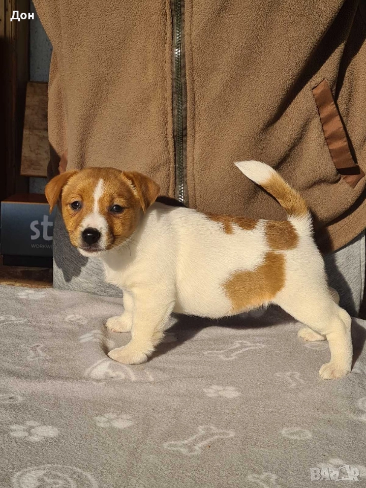 Джак Ръсел Териер 🐾, снимка 1