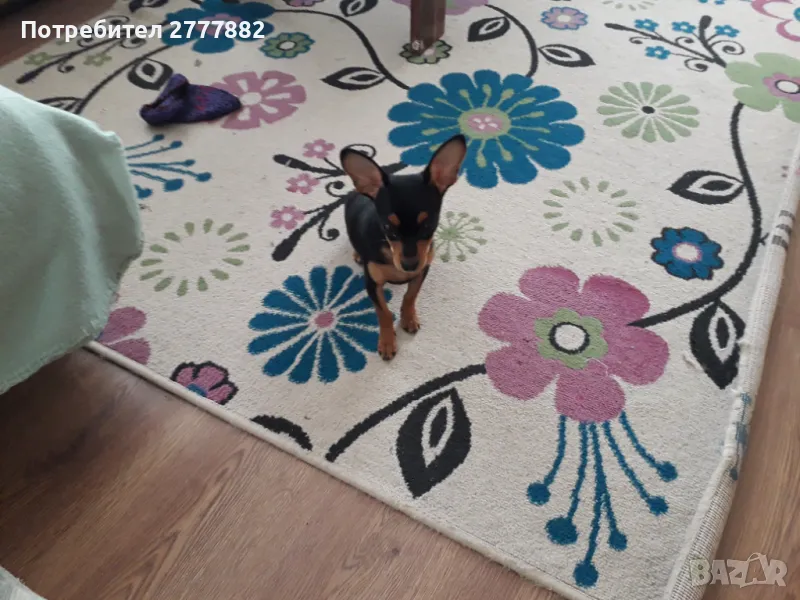 Продавам пинчер, снимка 1