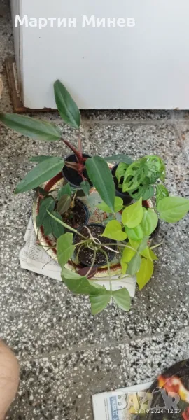 Филодендрон (Philodendron) 6 вида за 30 лв., снимка 1