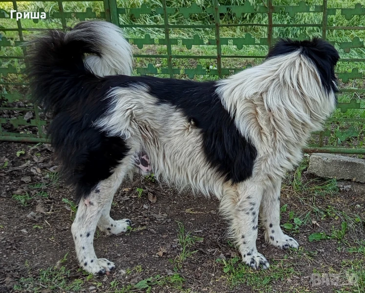 Българско овчарско куче, снимка 1