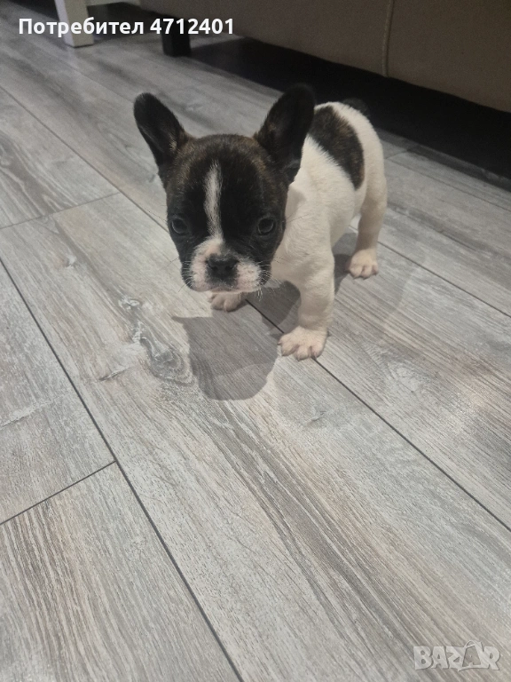 Френски булдог, снимка 1