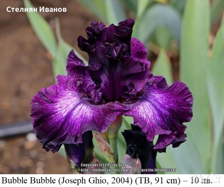 Сортови ириси (Iris x germanica) - TB, снимка 1