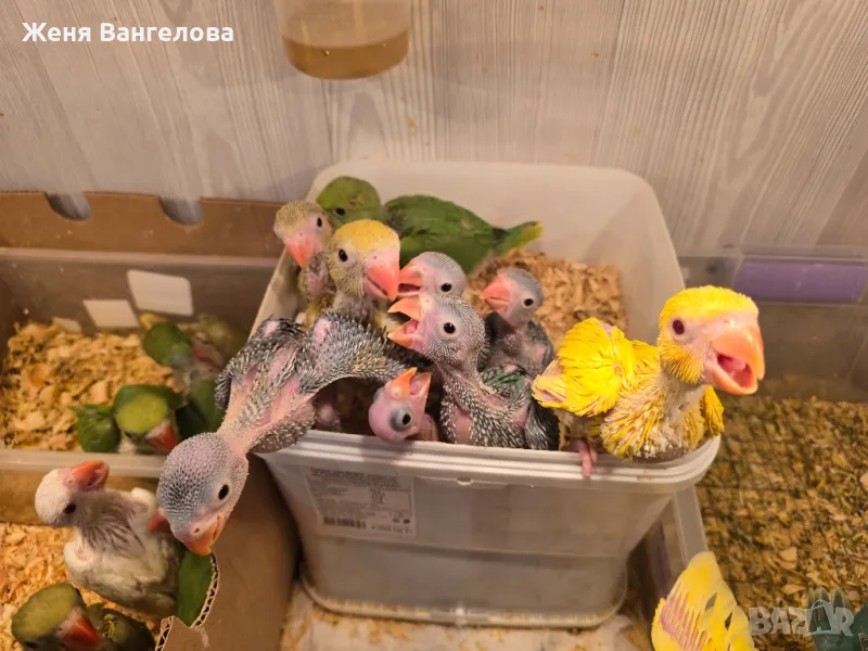 Ексклузивна цена до 1 юни Топ.. Малък александър., снимка 1