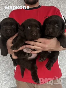 мини пудел, снимка 1