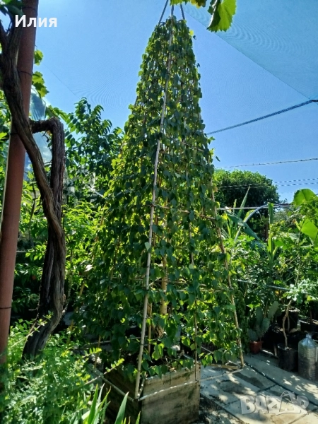 Бреза на формировка пирамида , снимка 1