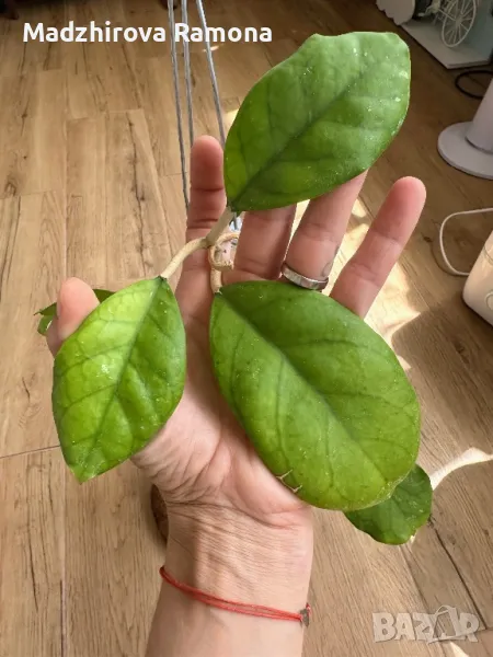 Hoya Viola , снимка 1