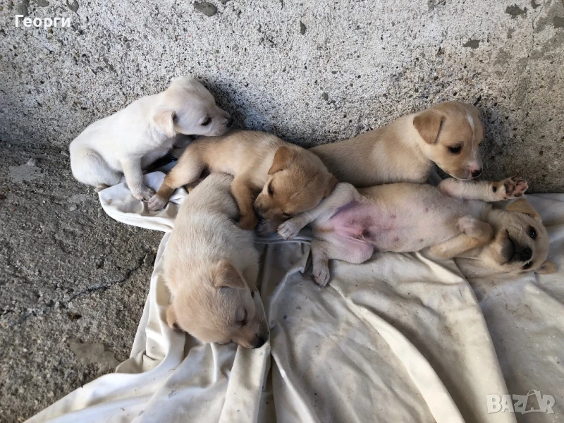 Продавам кученца, снимка 1