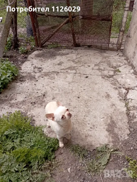 Чихуахуа момиче на година и половина , снимка 1