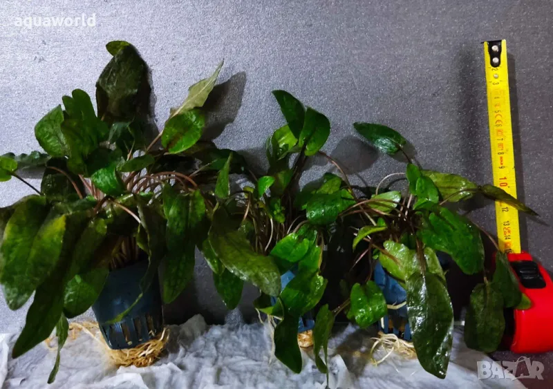 "Безплатна доставка" Криптокорина – Cryptocoryne Wendtii Tropica, снимка 1