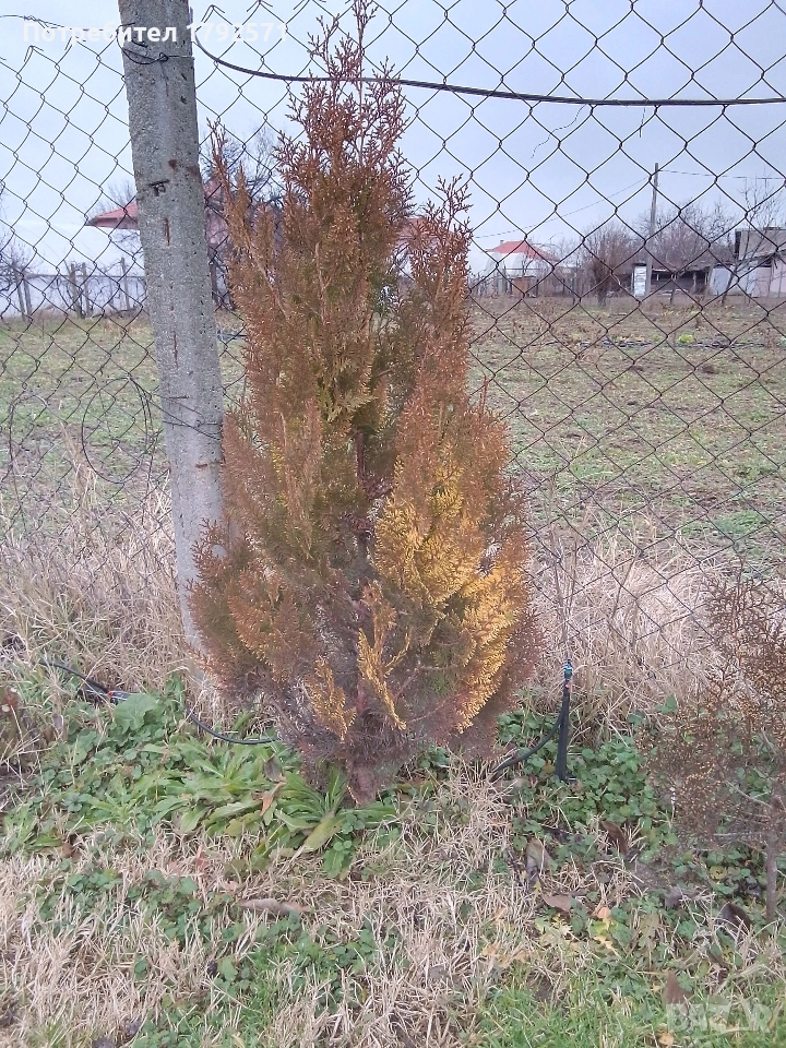 туя, снимка 1