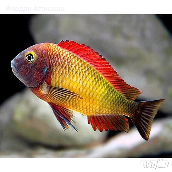 Продавам млади tropheus-и, снимка 1