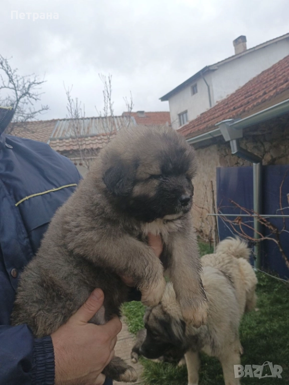 Кавказка овчарка, снимка 1
