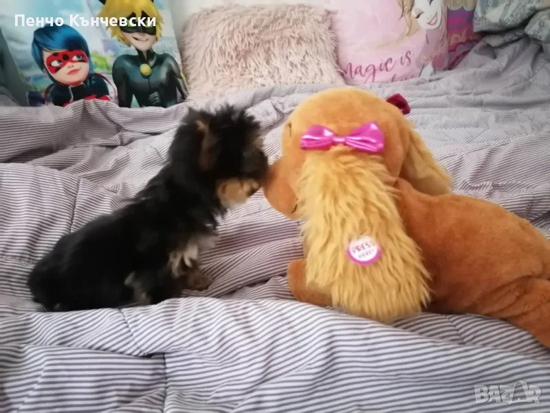 Мини Йоркширски териер, снимка 1