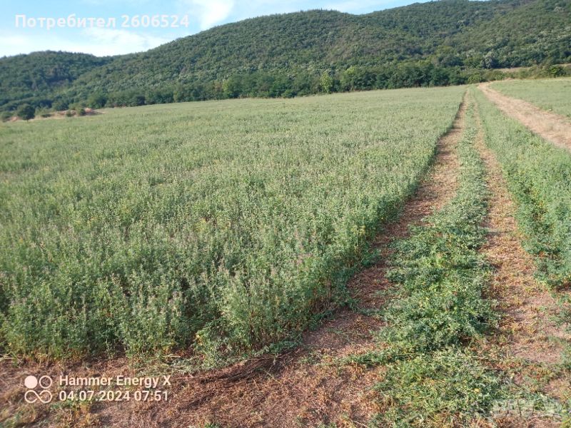 Малки бали люцерна втори откос, снимка 1