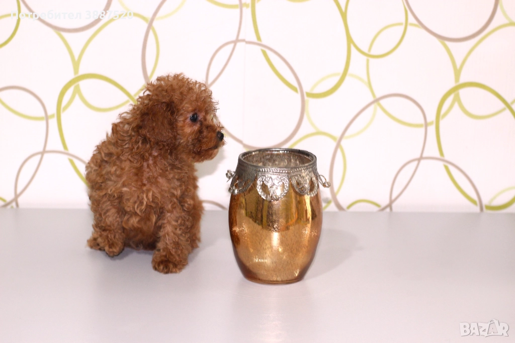 Той пуделчета от родословни родители , снимка 1