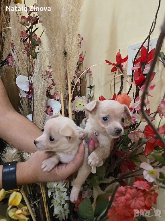 мини чиху пинчери, снимка 1