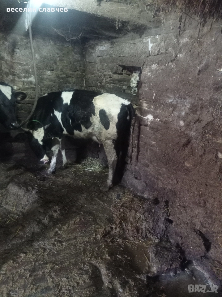 Млади крави, снимка 1