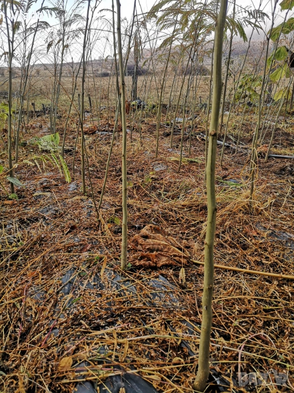 Албиция(Albizia), снимка 1