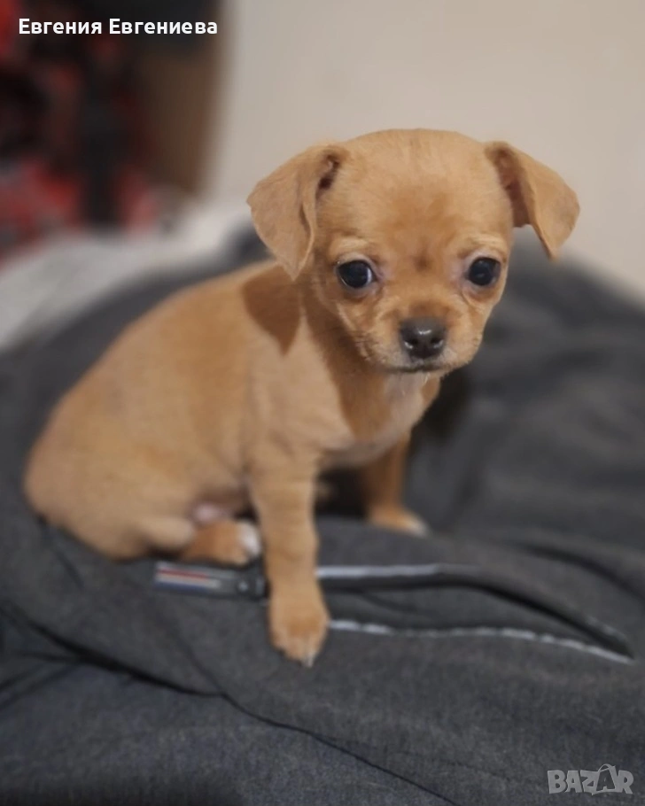 Мини чихуахуа, едно момиче., снимка 1