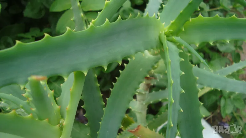 Дървовидно алое (Aloe arborescens), снимка 1