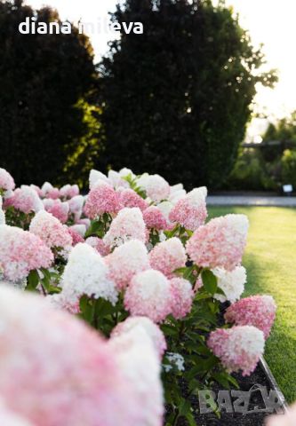 Хортензия Пиникулата Розова Роза, Hydrangea pan. PINK & ROSE, снимка 2 - Градински цветя и растения - 46321577