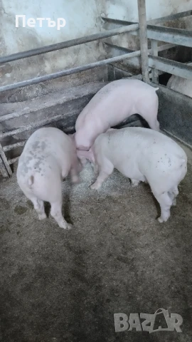 Продавам 10 бр.прасета Бълг.бяла по 30 -35кг. На 164 евр. Мъжки скопени ., снимка 8 - Прасета - 47113609