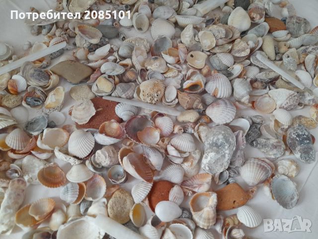 Морски мидички, рапанчета, камъчета, снимка 4 - Други стоки за дома - 45780153