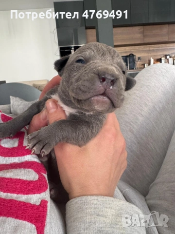 XL American Bully с родословие и сертификат, снимка 2 - Други - 53883611