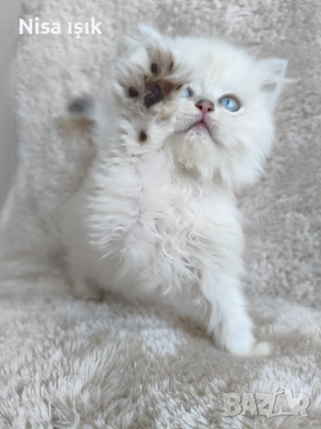 кой иска да спинка с мене в Хасково сме, снимка 2 - Британска късокосместа - 54302915