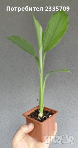 Куркума - за подправка