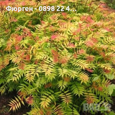 Сорбария Сем - (Sorbaria Sorb."Sem"®), снимка 7 - Разсади - 45041780