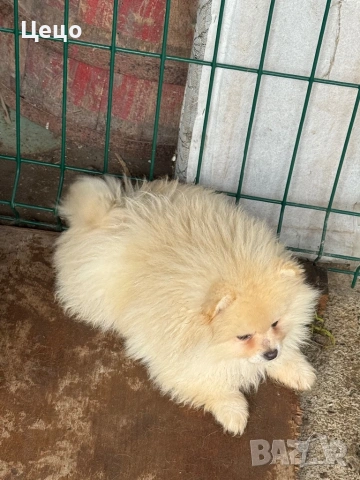 Момиче померан, снимка 4 - Померан - 53280253