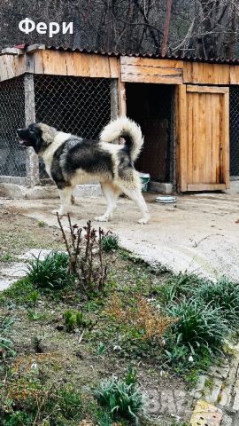 Българско овчарско куче(каракачанско), снимка 5 - Каракачанска овчарка - 45586308