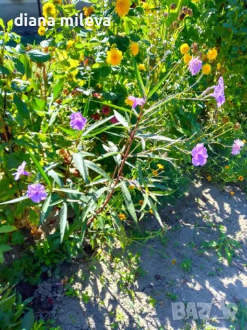 Руелия, Мексиканска петуния,Ruellia Purple Mexican Petunia!!!, снимка 7 - Градински цветя и растения - 47058014