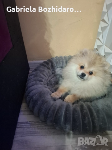 Мини померан, снимка 3 - Померан - 52694294