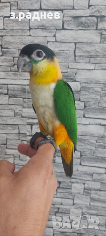 РъчнохраненЧернотеменна кайка, снимка 4 - Папагали - 52130673