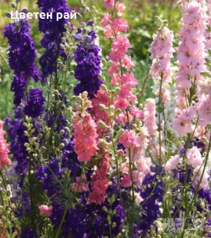 Разсад Ралица в саксия 2€брой саксия , снимка 2 - Градински цветя и растения - 53759430