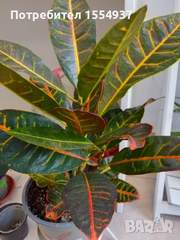 Кротон 50 см