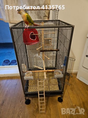 Папагал Конюри Conure, снимка 4 - Папагали - 46277833