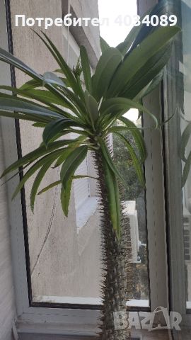 Мадагаскарска палма, снимка 1 - Стайни растения - 46262336