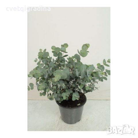 Eucalyptus cinerea-Евкалипт Сребърен долар, снимка 1 - Градински цветя и растения - 45842501