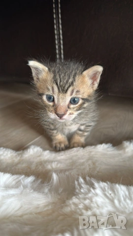 Домашни Котенца + Доставка 50 евро, снимка 5 - Ангорски - 40695376
