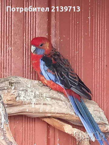 Продавам различни видове папагали 