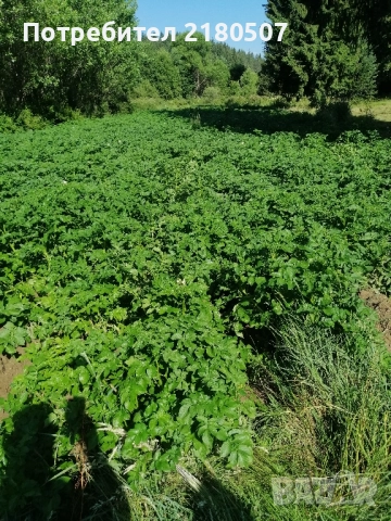 Картофи семе