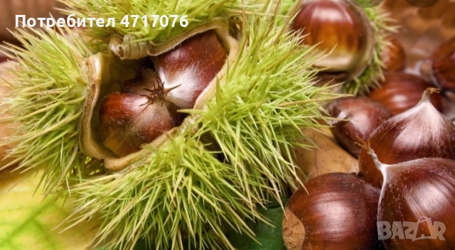 дръвчета кестен сорт Маравал , снимка 2 - Разсади - 53202034