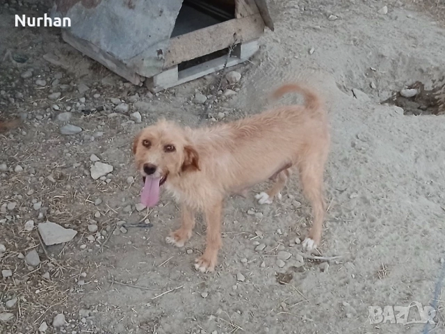 Български барак , снимка 6 - Други - 51121750