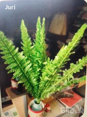 Папрат 48см.28 листа. 2 броя за 15 лв.