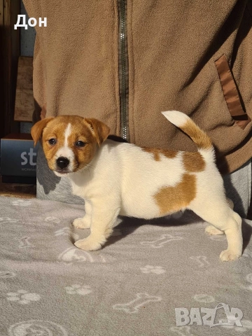 Джак Ръсел Териер 🐾, снимка 6 - Джак ръсел териер - 52631603
